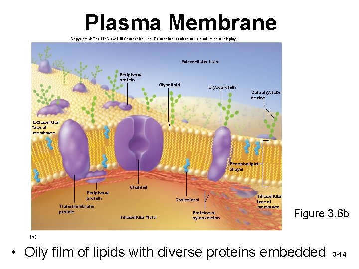 Plasma Membrane Copyright © The Mc. Graw-Hill Companies, Inc. Permission required for reproduction or