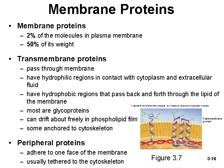 Membrane Proteins • Membrane proteins – 2% of the molecules in plasma membrane –