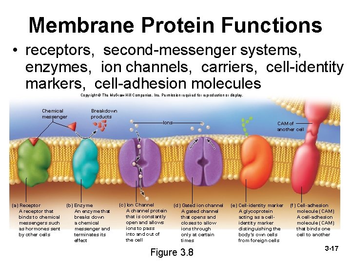 Membrane Protein Functions • receptors, second-messenger systems, enzymes, ion channels, carriers, cell-identity markers, cell-adhesion