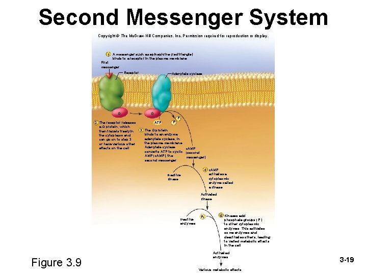 Second Messenger System Copyright © The Mc. Graw-Hill Companies, Inc. Permission required for reproduction