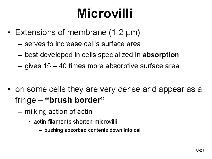 Microvilli • Extensions of membrane (1 -2 m) – serves to increase cell’s surface