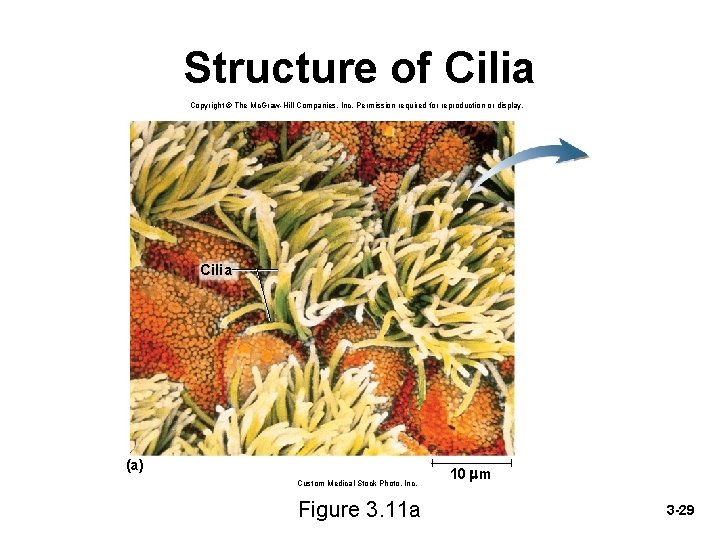 Structure of Cilia Copyright © The Mc. Graw-Hill Companies, Inc. Permission required for reproduction