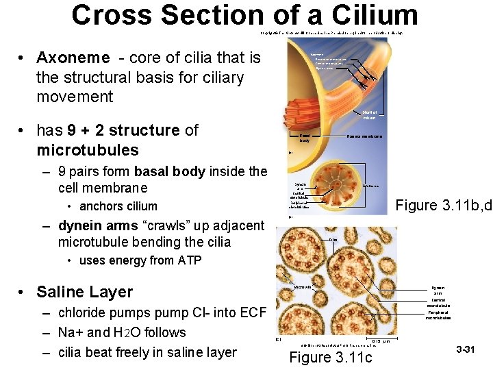 Cross Section of a Cilium Copyright © The Mc. Graw-Hill Companies, Inc. Permission required