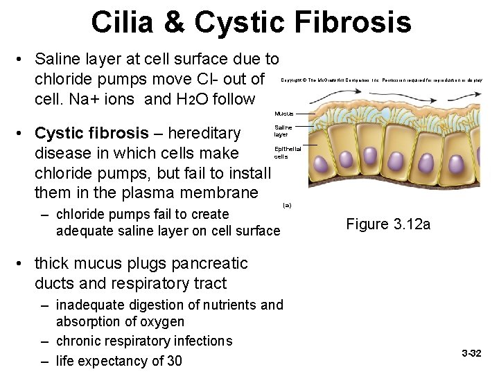 Cilia & Cystic Fibrosis • Saline layer at cell surface due to chloride pumps