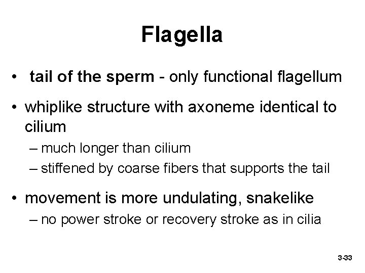 Flagella • tail of the sperm - only functional flagellum • whiplike structure with