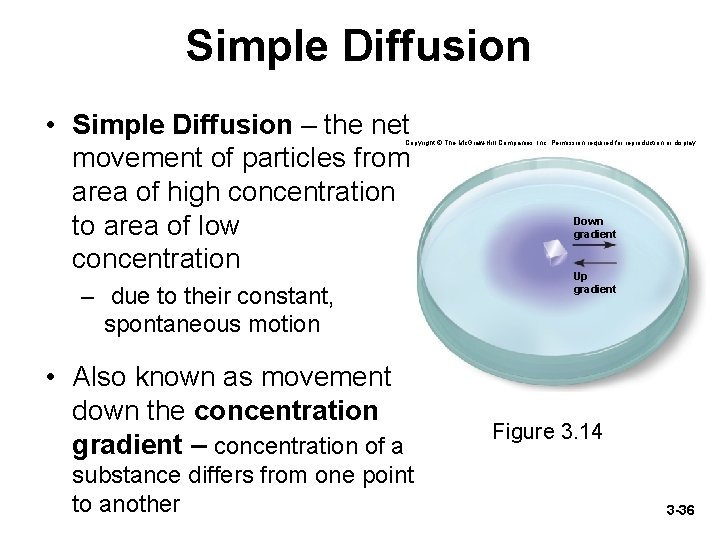 Simple Diffusion • Simple Diffusion – the net movement of particles from area of