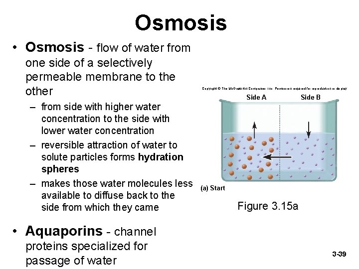 Osmosis • Osmosis - flow of water from one side of a selectively permeable