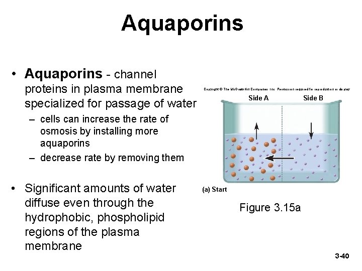 Aquaporins • Aquaporins - channel proteins in plasma membrane specialized for passage of water