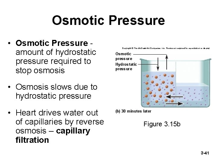 Osmotic Pressure • Osmotic Pressure amount of hydrostatic pressure required to stop osmosis Copyright