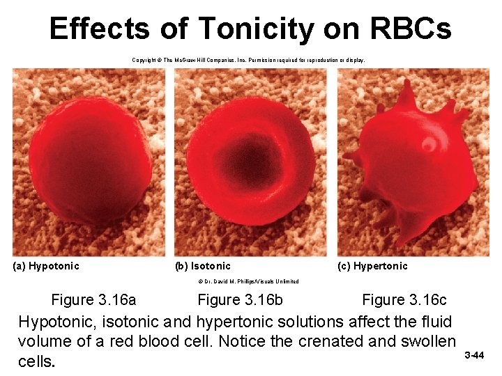 Effects of Tonicity on RBCs Copyright © The Mc. Graw-Hill Companies, Inc. Permission required