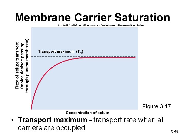 Membrane Carrier Saturation Rate of solute transport (molecules/sec passing through plasma membrane) Copyright ©