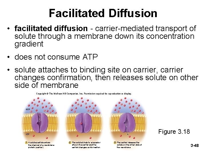 Facilitated Diffusion • facilitated diffusion - carrier-mediated transport of solute through a membrane down