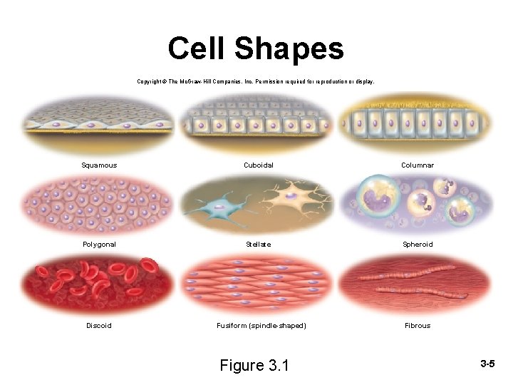 Cell Shapes Copyright © The Mc. Graw-Hill Companies, Inc. Permission required for reproduction or