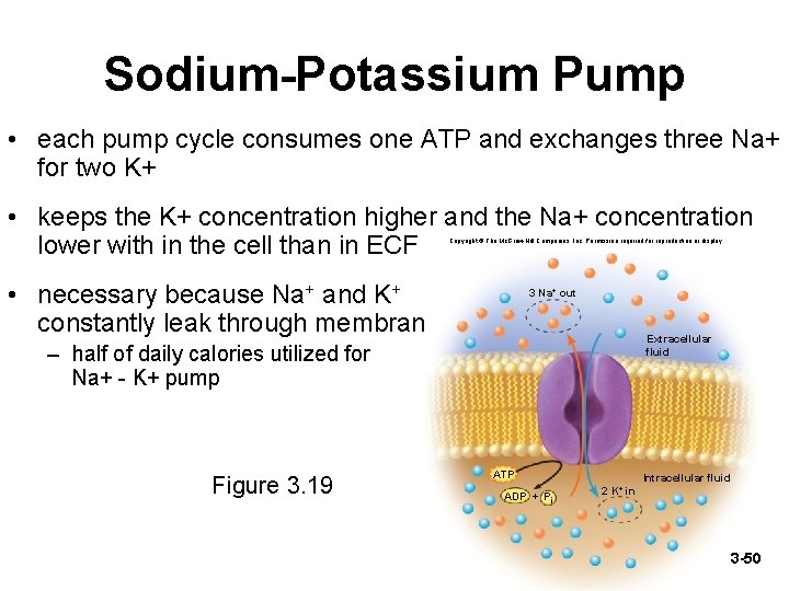 Sodium-Potassium Pump • each pump cycle consumes one ATP and exchanges three Na+ for