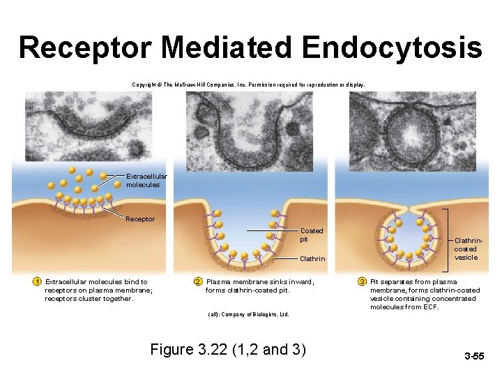 Receptor Mediated Endocytosis Copyright © The Mc. Graw-Hill Companies, Inc. Permission required for reproduction