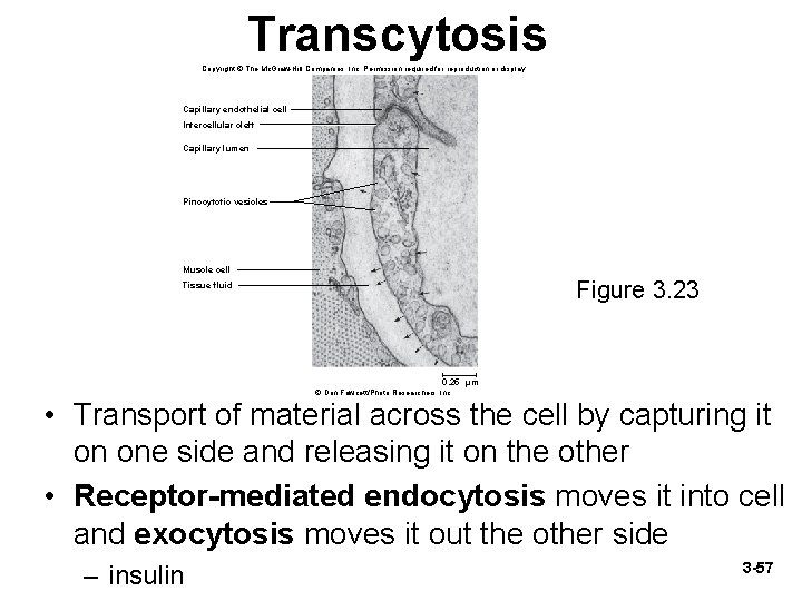 Transcytosis Copyright © The Mc. Graw-Hill Companies, Inc. Permission required for reproduction or display.