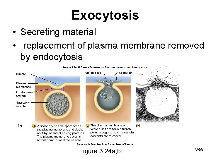 Exocytosis • Secreting material • replacement of plasma membrane removed by endocytosis Copyright ©