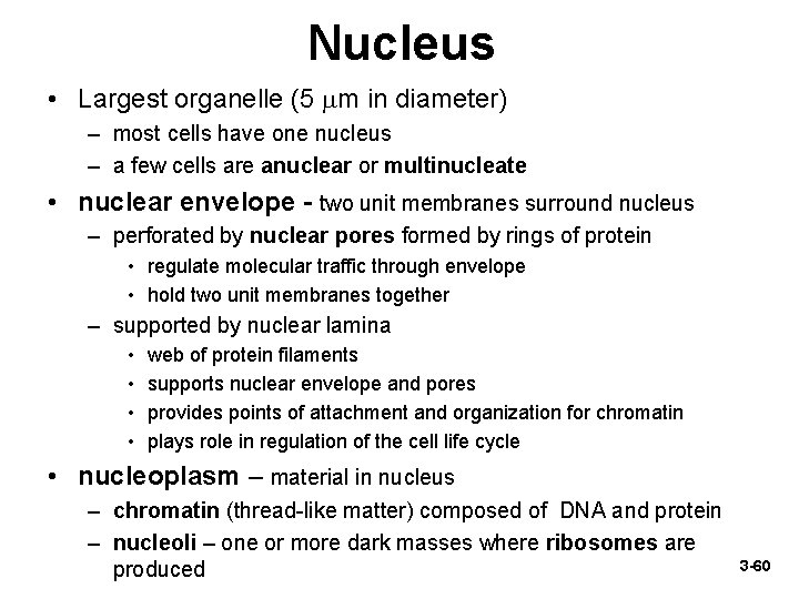 Nucleus • Largest organelle (5 m in diameter) – most cells have one nucleus