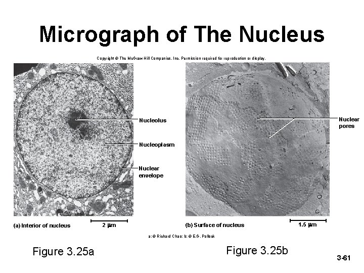 Micrograph of The Nucleus Copyright © The Mc. Graw-Hill Companies, Inc. Permission required for