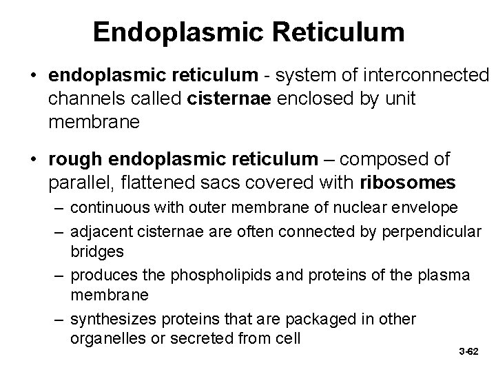 Endoplasmic Reticulum • endoplasmic reticulum - system of interconnected channels called cisternae enclosed by