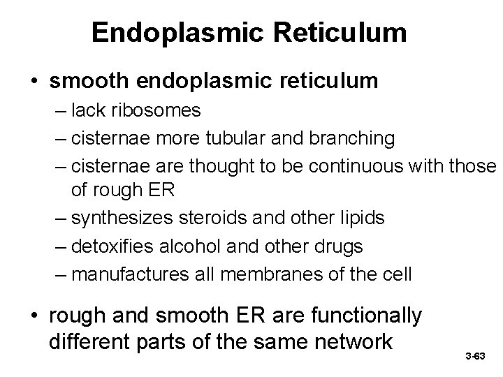 Endoplasmic Reticulum • smooth endoplasmic reticulum – lack ribosomes – cisternae more tubular and