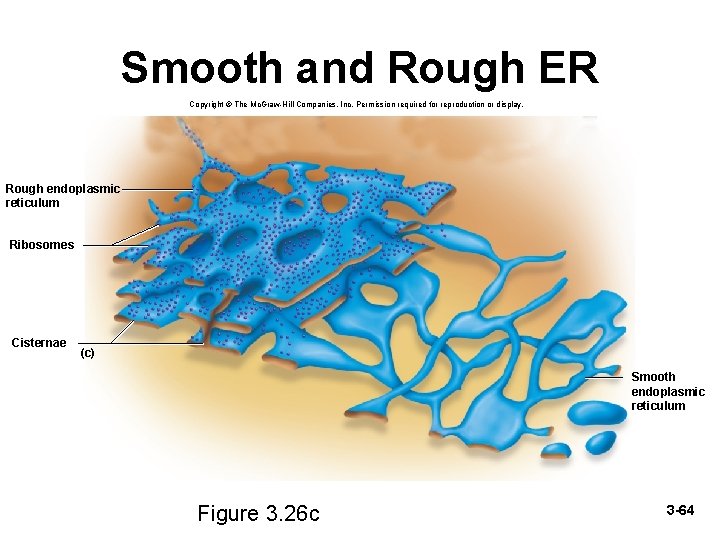 Smooth and Rough ER Copyright © The Mc. Graw-Hill Companies, Inc. Permission required for