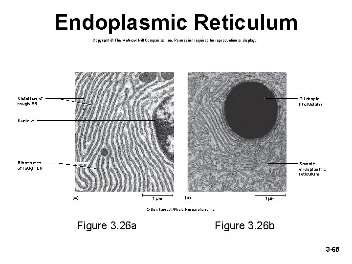Endoplasmic Reticulum Copyright © The Mc. Graw-Hill Companies, Inc. Permission required for reproduction or