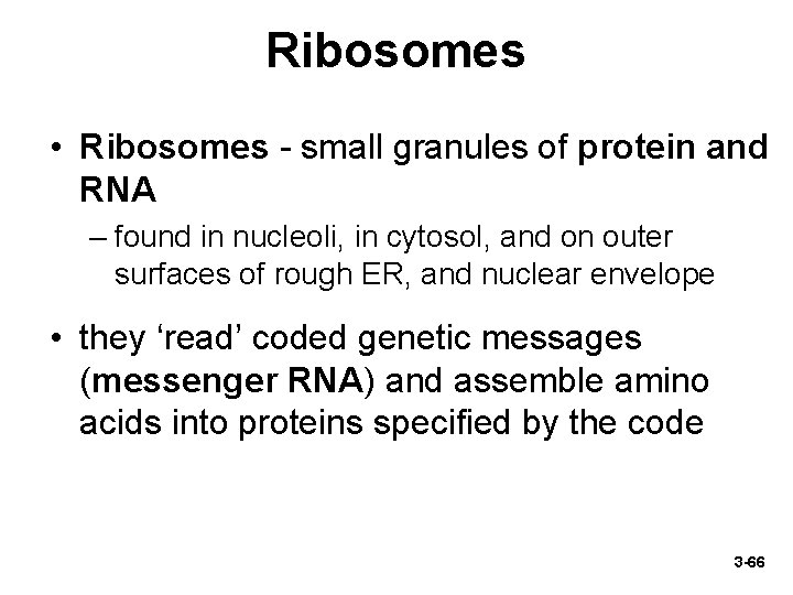 Ribosomes • Ribosomes - small granules of protein and RNA – found in nucleoli,