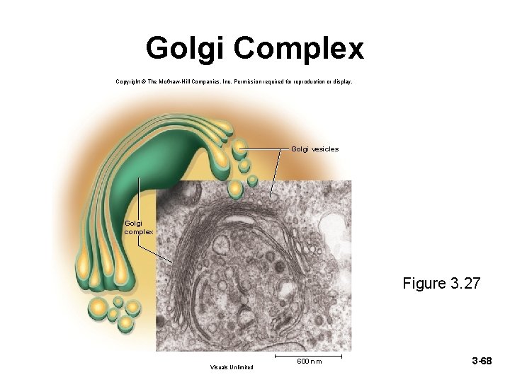 Golgi Complex Copyright © The Mc. Graw-Hill Companies, Inc. Permission required for reproduction or