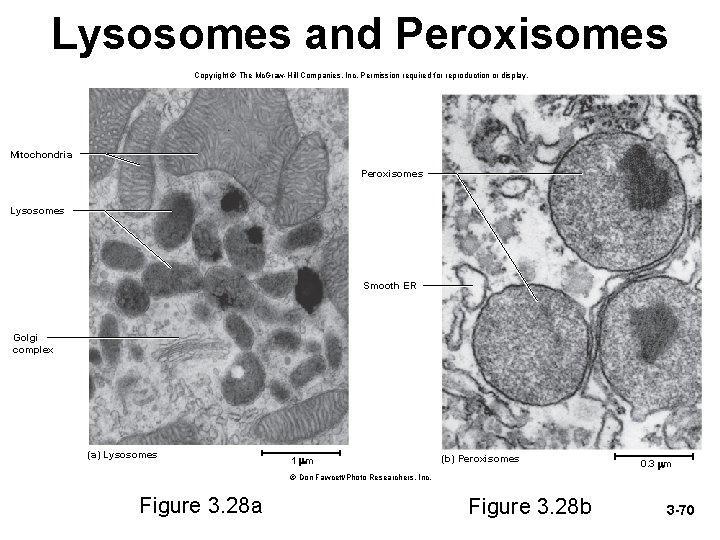 Lysosomes and Peroxisomes Copyright © The Mc. Graw-Hill Companies, Inc. Permission required for reproduction