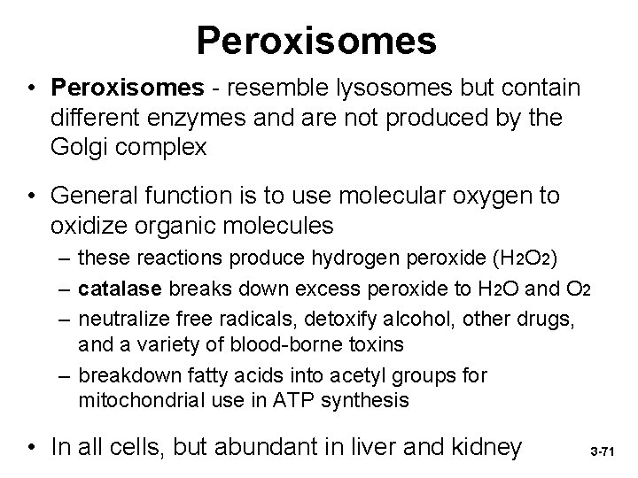 Peroxisomes • Peroxisomes - resemble lysosomes but contain different enzymes and are not produced