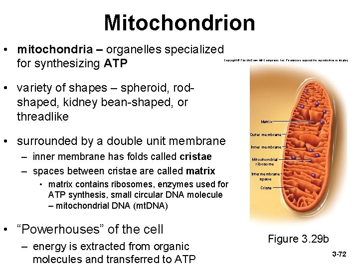 Mitochondrion • mitochondria – organelles specialized for synthesizing ATP Copyright © The Mc. Graw-Hill