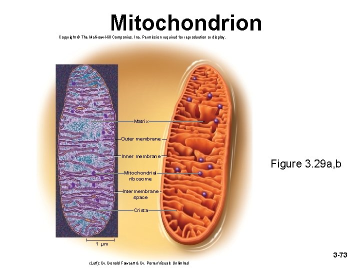 Mitochondrion Copyright © The Mc. Graw-Hill Companies, Inc. Permission required for reproduction or display.