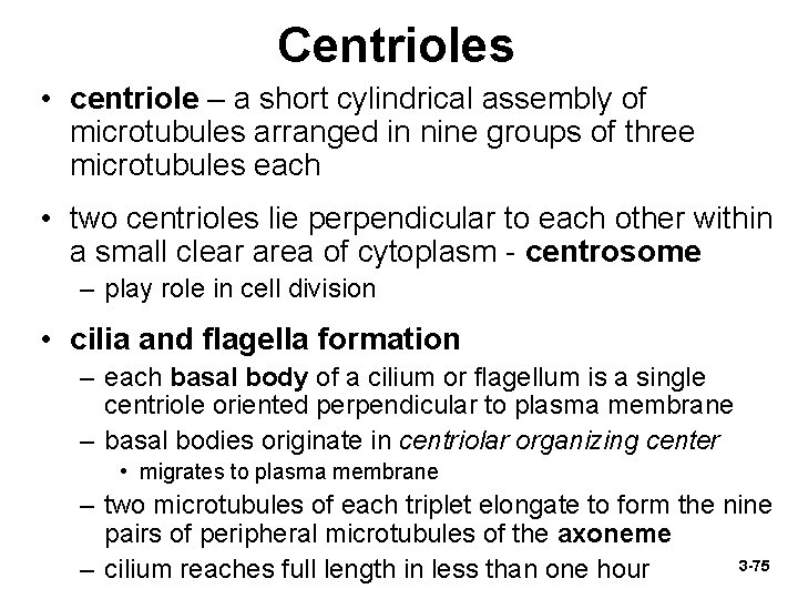 Centrioles • centriole – a short cylindrical assembly of microtubules arranged in nine groups