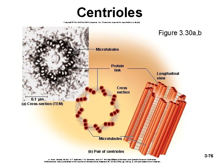 Centrioles Copyright © The Mc. Graw-Hill Companies, Inc. Permission required for reproduction or display.