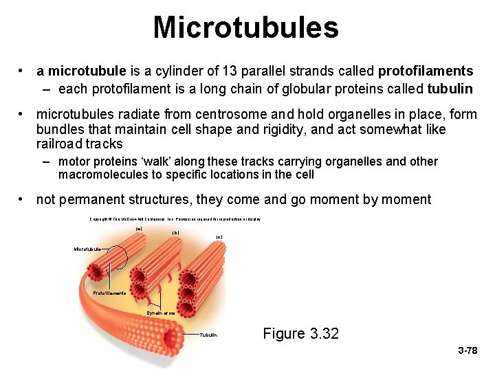 Microtubules • a microtubule is a cylinder of 13 parallel strands called protofilaments –