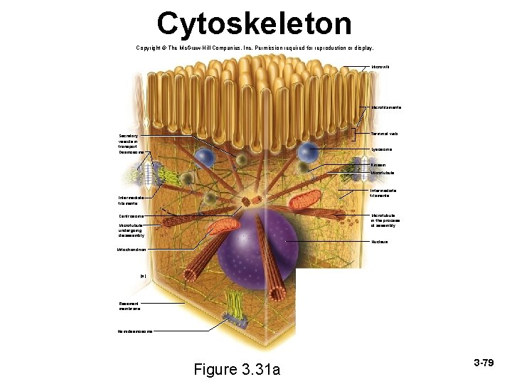 Cytoskeleton Copyright © The Mc. Graw-Hill Companies, Inc. Permission required for reproduction or display.