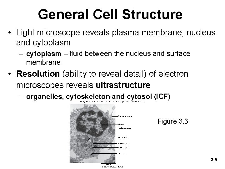 General Cell Structure • Light microscope reveals plasma membrane, nucleus and cytoplasm – fluid