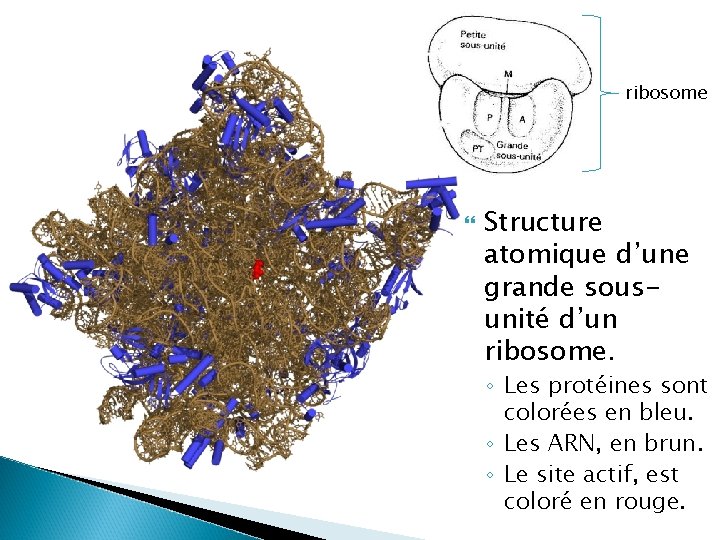 ribosome Structure atomique d’une grande sousunité d’un ribosome. ◦ Les protéines sont colorées en