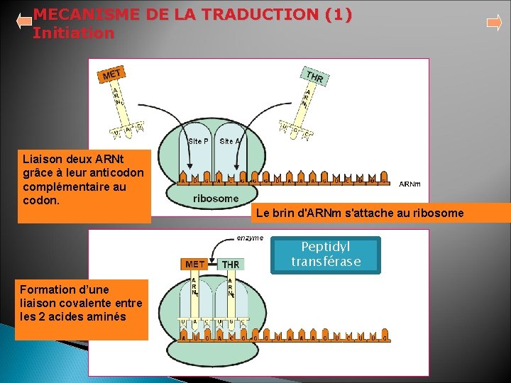 MECANISME DE LA TRADUCTION (1) Initiation Liaison deux ARNt grâce à leur anticodon complémentaire