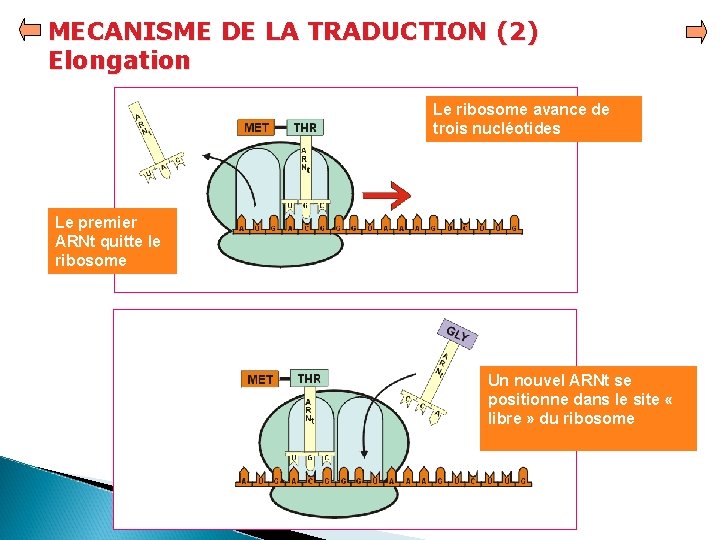 MECANISME DE LA TRADUCTION (2) Elongation Le ribosome avance de trois nucléotides Le premier