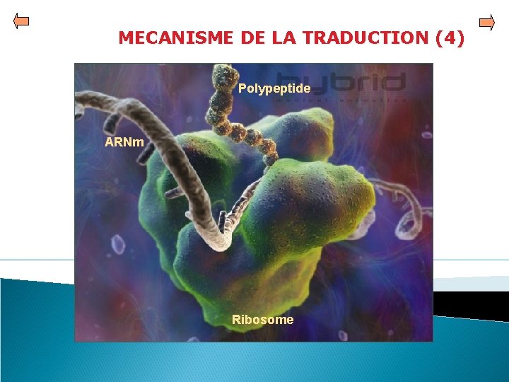 MECANISME DE LA TRADUCTION (4) Polypeptide ARNm Ribosome 