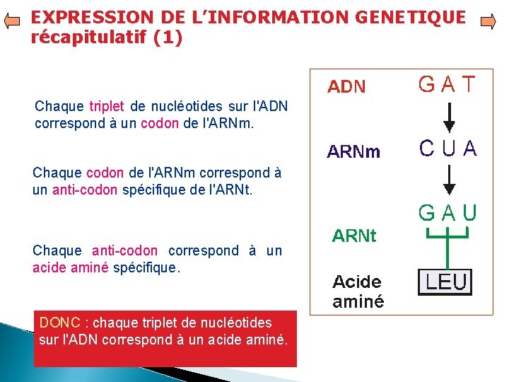 EXPRESSION DE L’INFORMATION GENETIQUE récapitulatif (1) Chaque triplet de nucléotides sur l'ADN correspond à