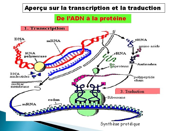 Aperçu sur la transcription et la traduction De l’ADN à la protéine 3. Traduction