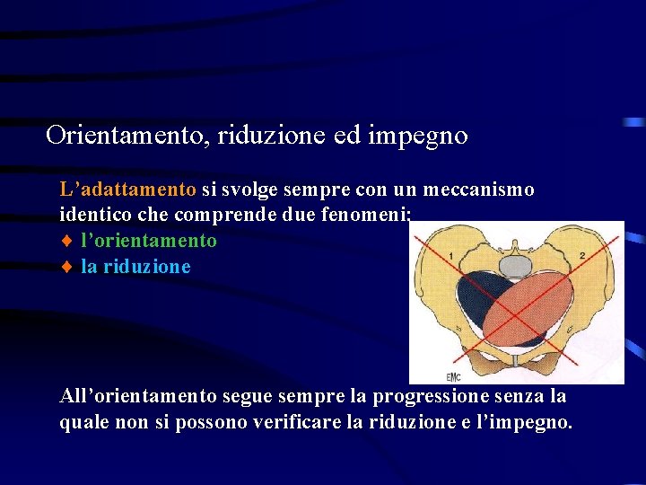 Orientamento, riduzione ed impegno L’adattamento si svolge sempre con un meccanismo identico che comprende Orientamento, riduzione ed impegno L’adattamento si svolge sempre con un meccanismo identico che comprende