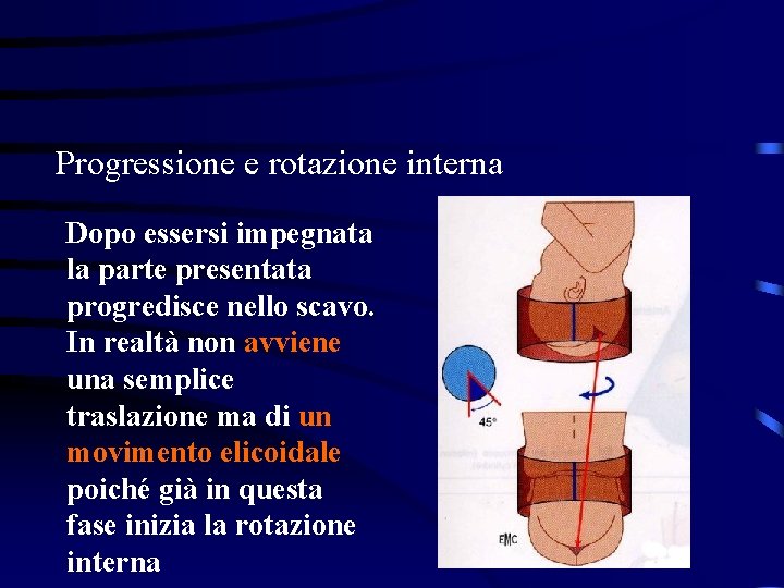 Progressione e rotazione interna Dopo essersi impegnata la parte presentata progredisce nello scavo. In