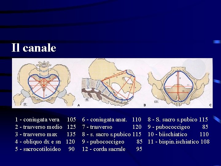 Il canale 1 - coniugata vera 2 - trasverso medio 3 - trasverso max