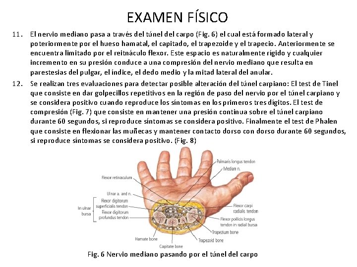 EXAMEN FÍSICO 11. El nervio mediano pasa a través del túnel del carpo (Fig. EXAMEN FÍSICO 11. El nervio mediano pasa a través del túnel del carpo (Fig.
