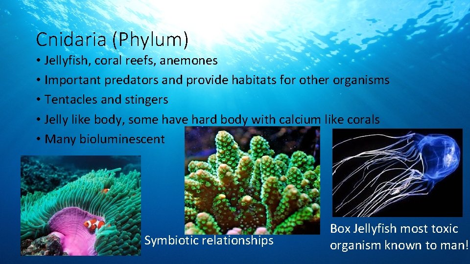 Cnidaria (Phylum) • Jellyfish, coral reefs, anemones • Important predators and provide habitats for