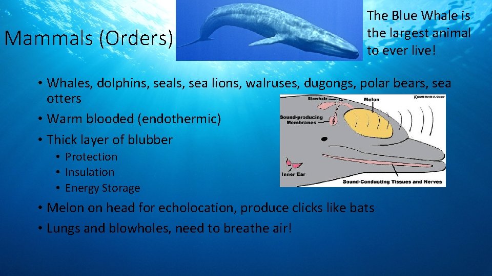 Mammals (Orders) The Blue Whale is the largest animal to ever live! • Whales,